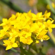 KRCA, Spring flowers